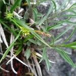 Carex oederi Costuma