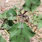 Solanum incanum Leaf