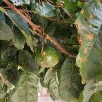 Croton megalocarpus Fruit