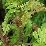 Jacaranda mimosifolia Листок