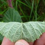 Rubus horrefactus অন্যান্য