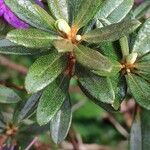 Rhododendron impeditum Frunză