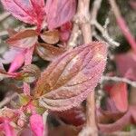 Centradenia inaequilateralis Folha