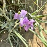 Matthiola sinuata 花