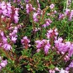 Calluna vulgaris Virág