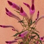 Celosia argentea Λουλούδι