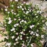 Boronia crenulata Fleur