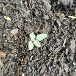 Chenopodium vulvaria Leaf