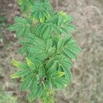 Vachellia tortuosa Leht