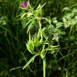 Geranium dissectum Агульны выгляд