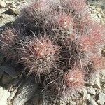 Ferocactus cylindraceus Blad