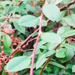 Cotoneaster glaucophyllus Blad