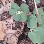 Euphorbia serpens Fleur