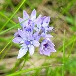 Scilla verna Flower