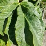 Tetrapanax papyrifer 叶