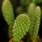 Opuntia leucotrichaList