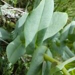 Cerinthe glabra Blad