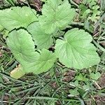 Erodium laciniatum Folio