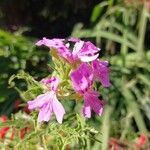 Pelargonium glutinosum