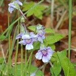 Pinguicula grandiflora Кветка