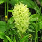 Campanula thyrsoides Flower