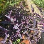 Tradescantia pallidaഇല