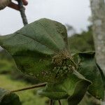 Dombeya pilosa Fulla