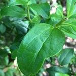 Dasyphyllum diacanthoides Yaprak