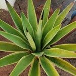 Agave demeesteriana Leht