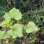 Xanthium orientale Blatt