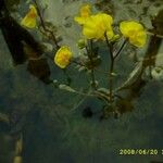 Utricularia australis Ліст