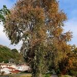 Populus simonii Habitus