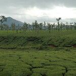 Camellia sinensis Vivejo