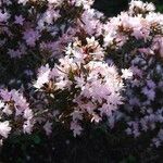 Rhododendron pubescens Flor