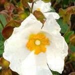 Cistus x hybridus Çiçek