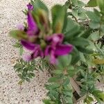 Polygala myrtifolia花