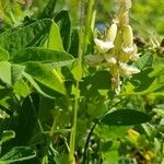 Astragalus frigidus Fleur