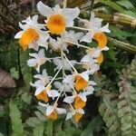 Dendrobium thyrsiflorum Flor
