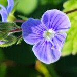 Veronica chamaedrysBlomst