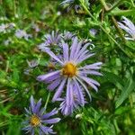 Symphyotrichum novi-belgii花