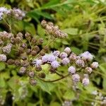 Conoclinium coelestinum Flower