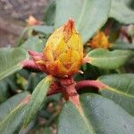 Rhododendron taliense Flower