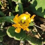 Opuntia ficus-indicaFlower