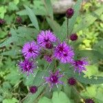 Vernonia noveboracensis Flower