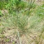 Festuca filiformis ഇല