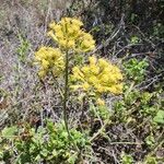 Solanecio angulatus Flower