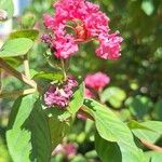 Lagerstroemia speciosa Květ