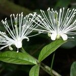 Morisonia discolor Floare
