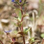 Veronica acinifolia Pokrój