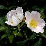 Rosa inodora Flower